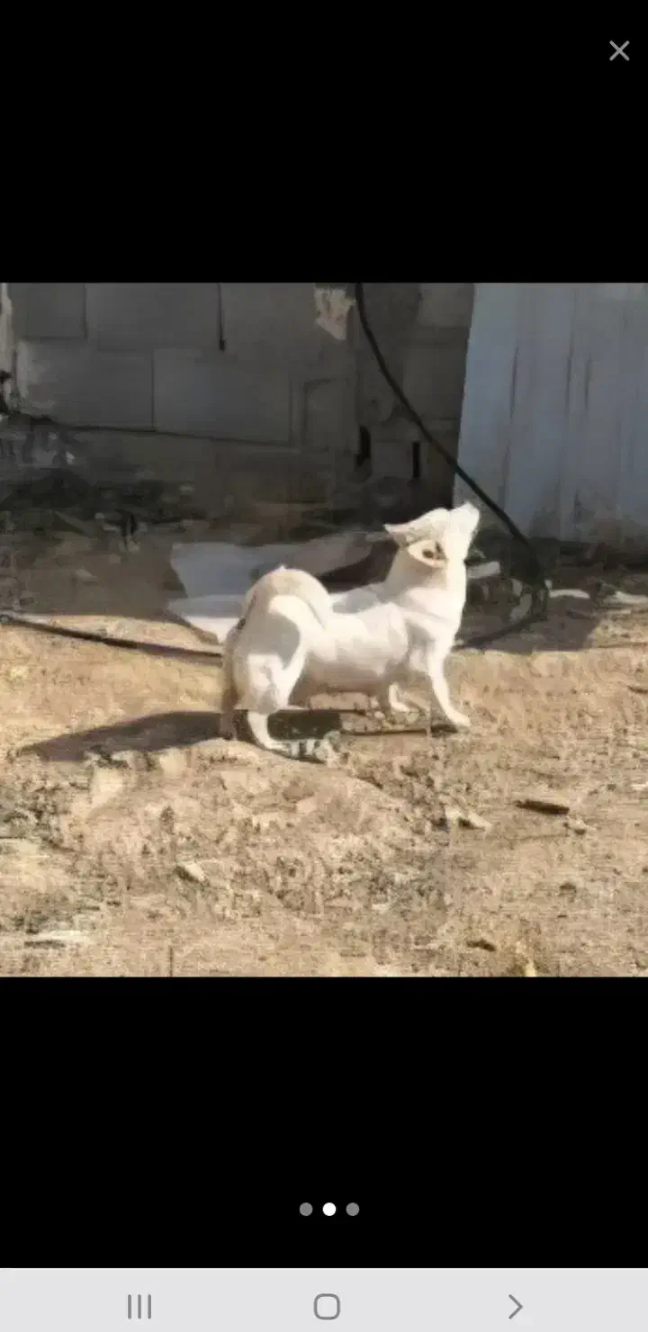 پاکوتاه ماده|سگ|اردبیل, |دیوار