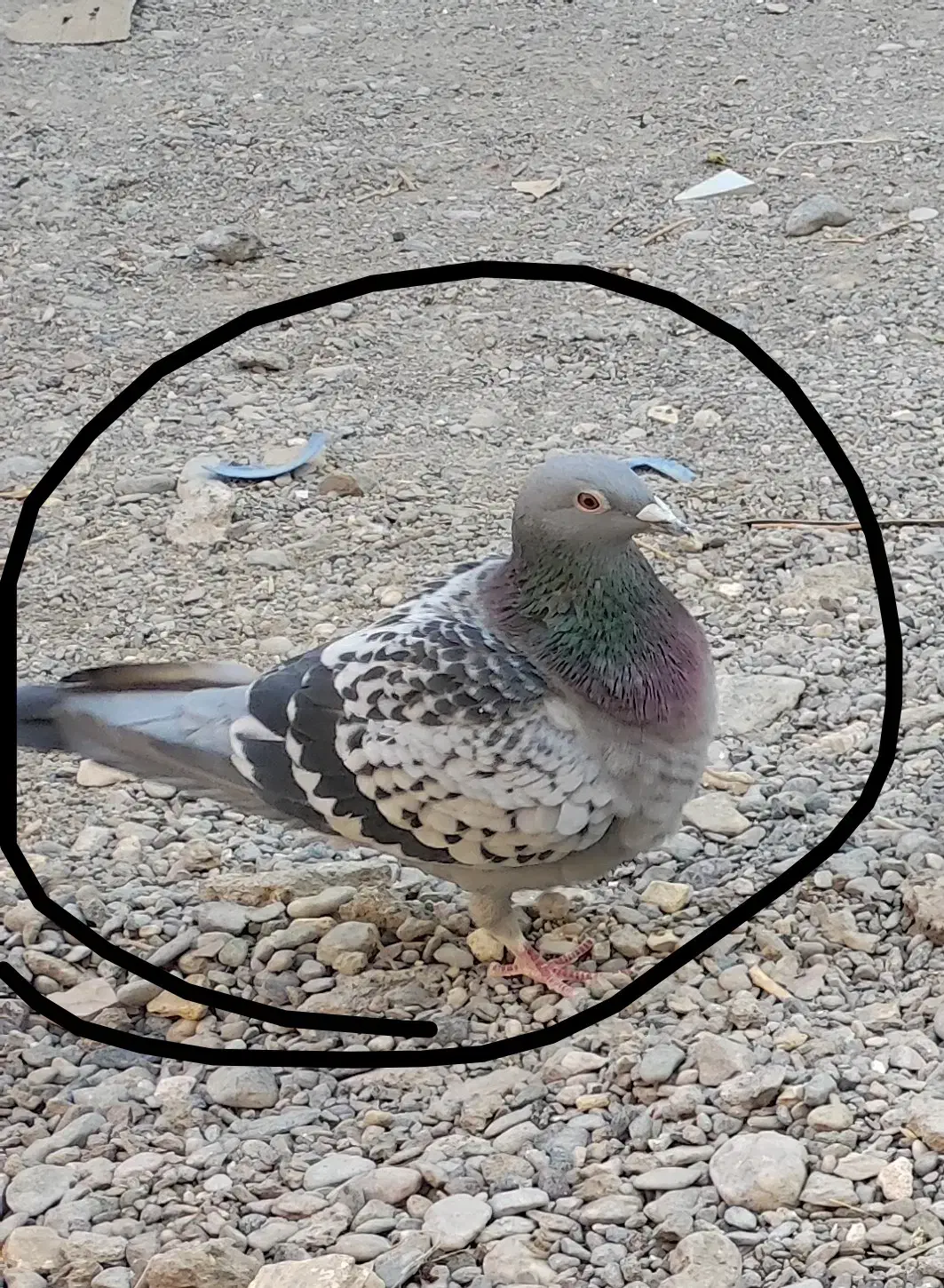 پلاکی مگسی|پرنده|رودان, |دیوار