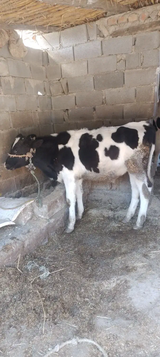 گوساله نر هلشتاین آمریکایی اصل|حیوانات مزرعه|مینودشت, |دیوار