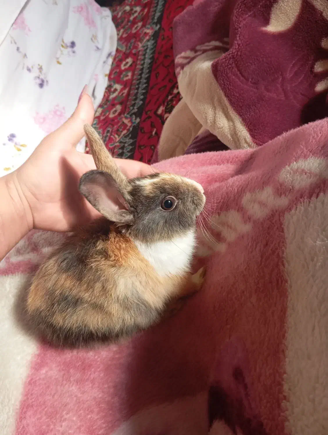 خرگوش|موش و خرگوش|اسفراین, |دیوار