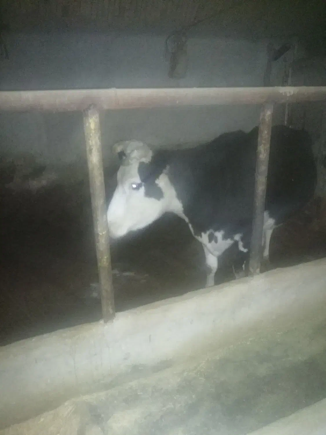 گاو و گوساله هلشتاین|حیوانات مزرعه|سردرود, |دیوار