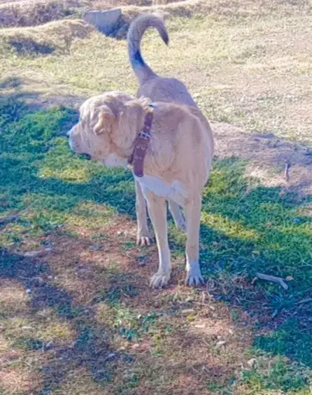 سگ پژدر عراقی|سگ|قره چای, |دیوار