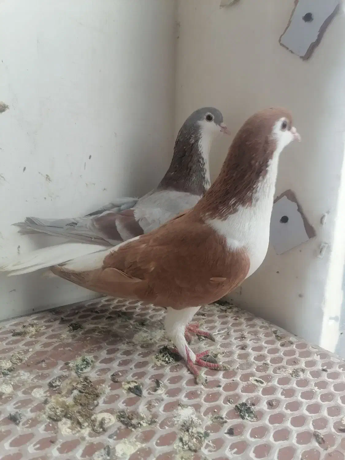 کبوتر|پرنده|مشهد, وکیل‌آباد|دیوار