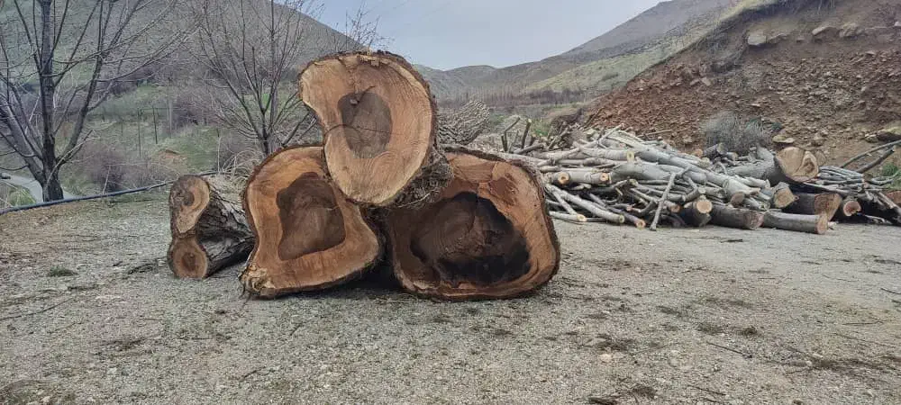 خرید انواع چوب تر و خشک|خدمات باغبانی و درختکاری|اسدآباد, |دیوار