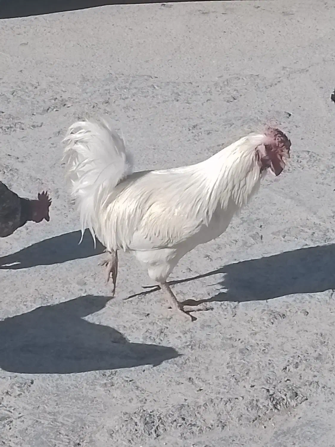 خروس|حیوانات مزرعه|یاسوج, |دیوار