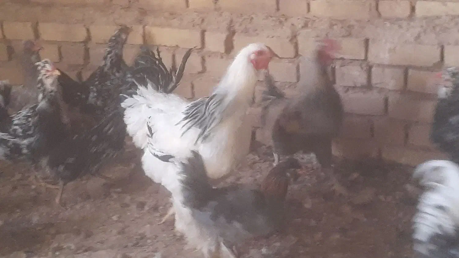 خروس برهما و تعدادی خروس معمولی و گلین|حیوانات مزرعه|اسفرورین, |دیوار