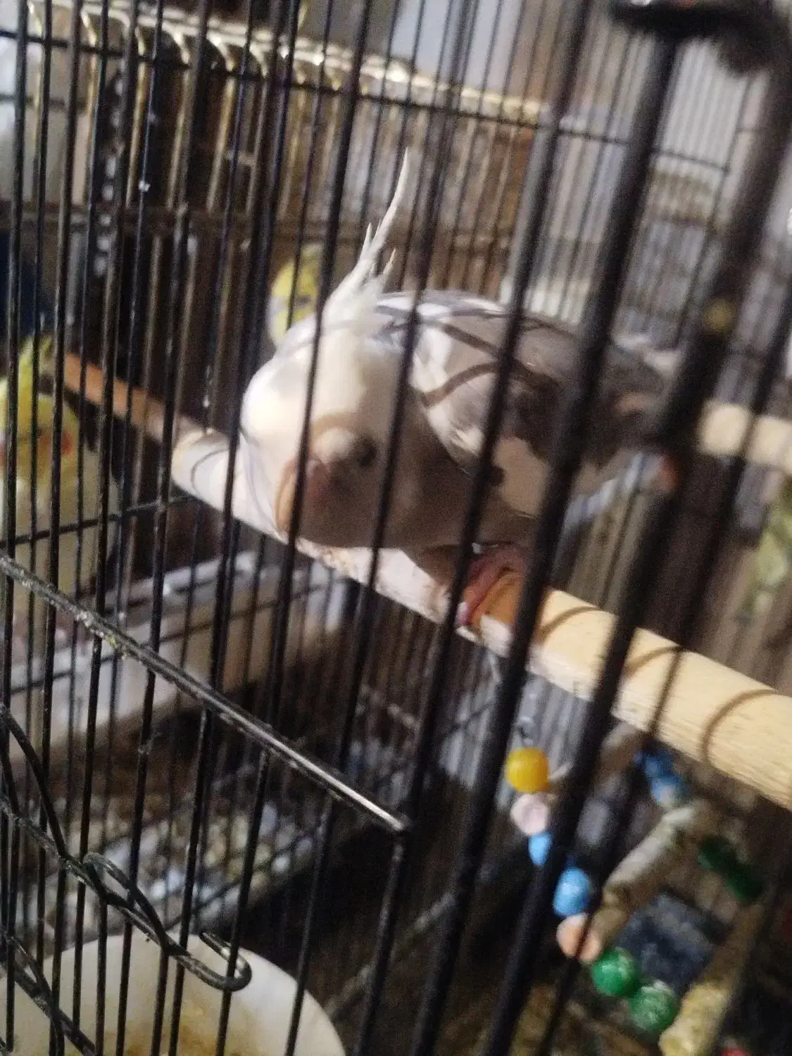 عروس هلندی و مرغ عشق|پرنده|ارومیه, |دیوار