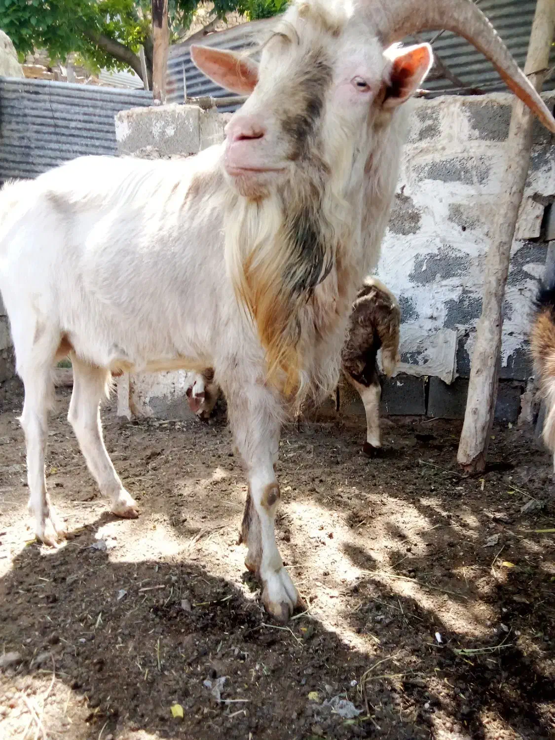 فروش بزسانن 5کیلوشیرضمانتی وتکه کل 60میلیون|حیوانات مزرعه|شهمیرزاد, |دیوار