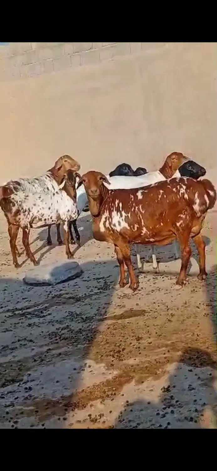 گوسفند و ثلال|حیوانات مزرعه|هندیجان, |دیوار