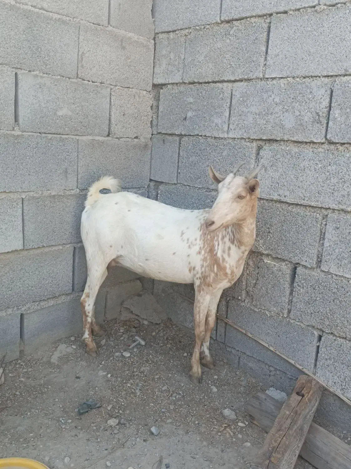 بز آبستن ۲ ماه به بالا|حیوانات مزرعه|بندرعباس, |دیوار