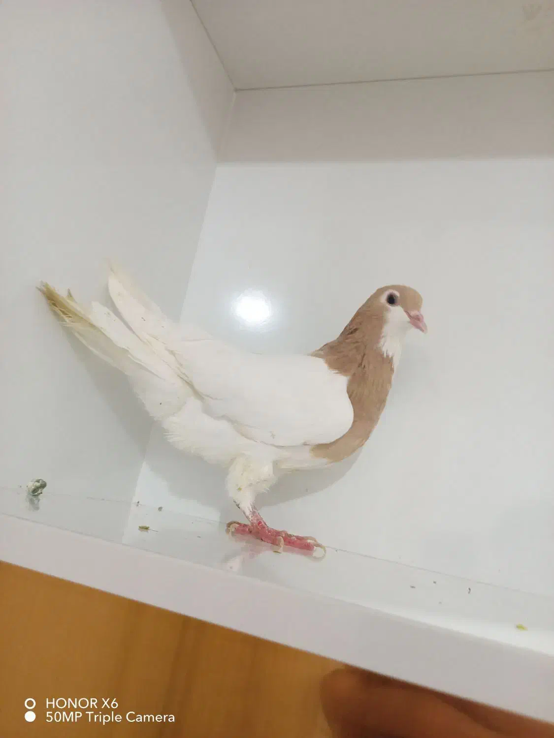 کبوتر خال زرد|پرنده|شیروان (خراسان), |دیوار