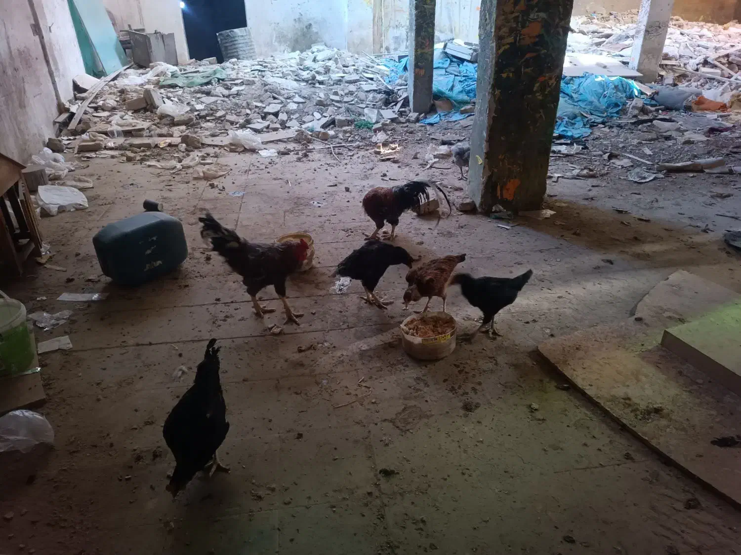 حیوانات|حیوانات مزرعه|مشهد, هفده شهریور|دیوار