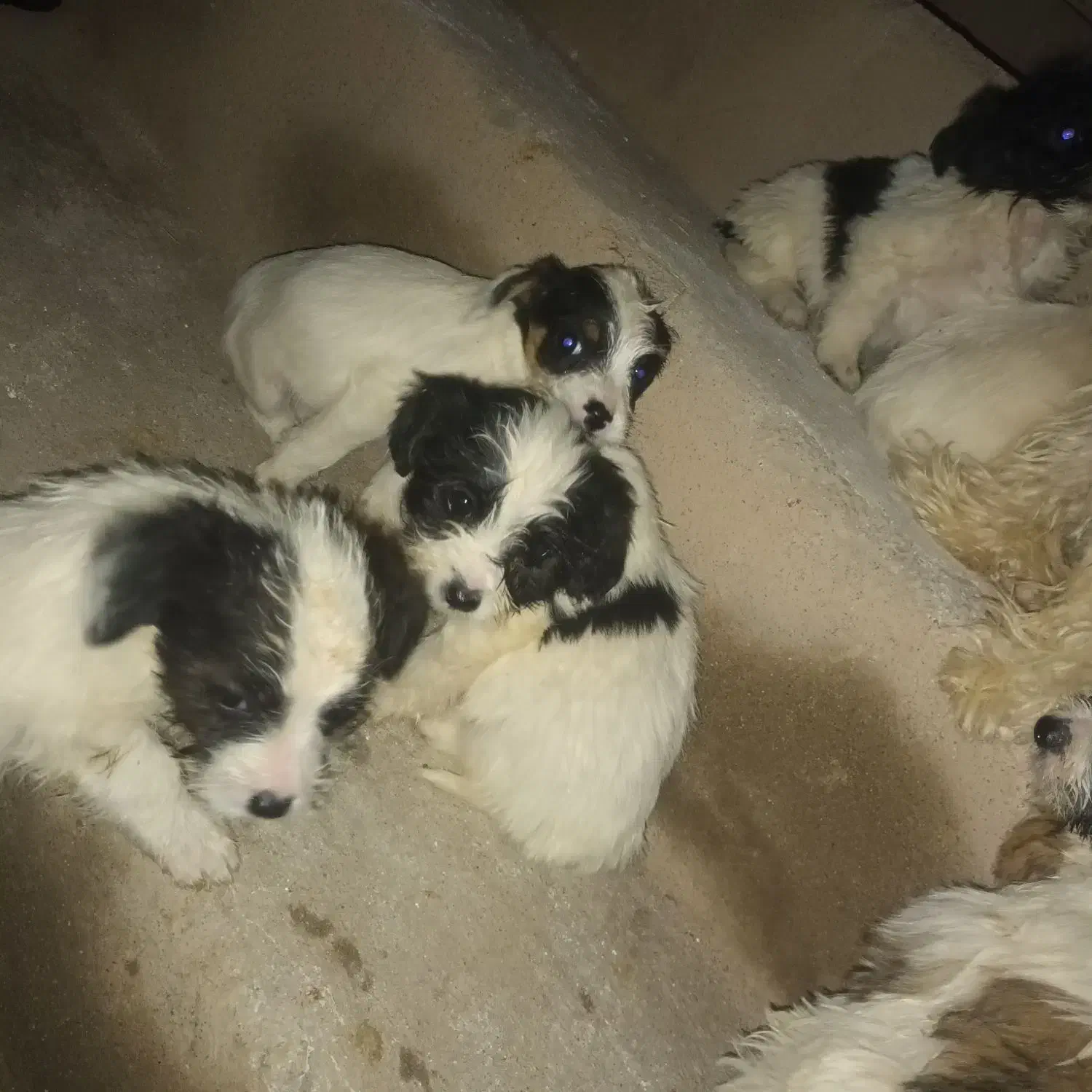 سگ پا کوتاه|سگ|خوی, |دیوار