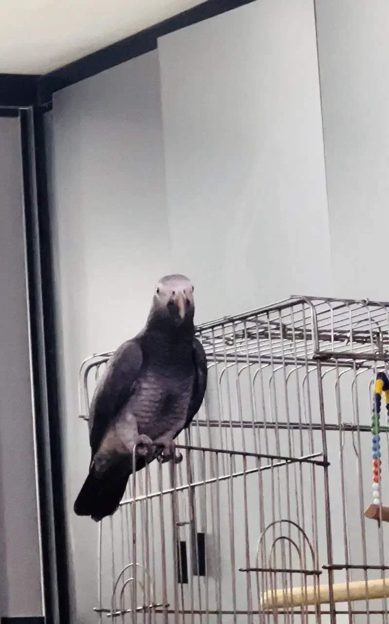 طوطی کاسکو|پرنده|ارومیه, |دیوار