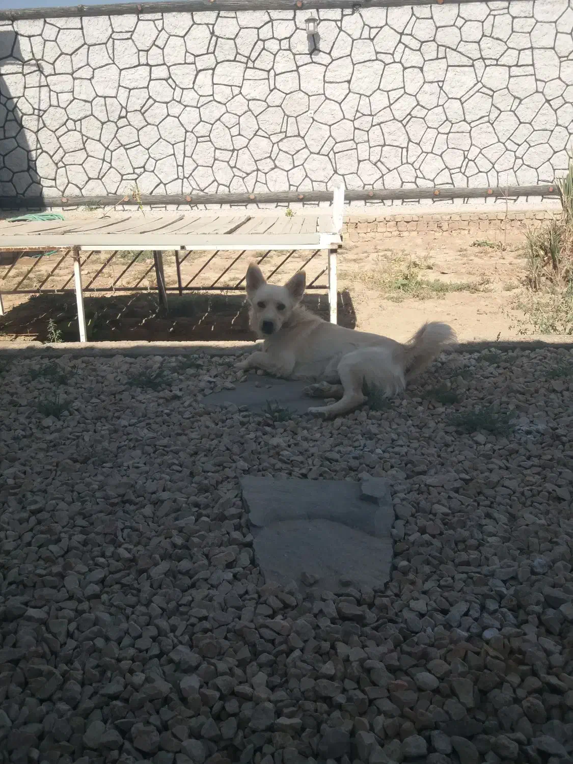 سگ پاکوتاه مهربون|سگ|یزد, |دیوار