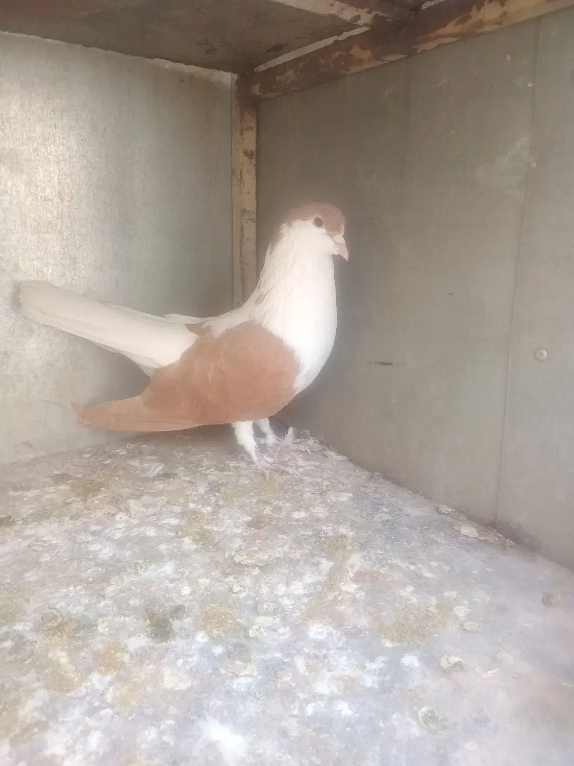 کفتر ساده|پرنده|مشهد, نیزه|دیوار