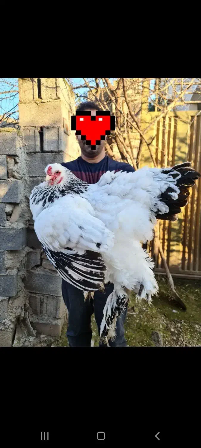 فروش مولدین برهما لایت|حیوانات مزرعه|سورک, |دیوار