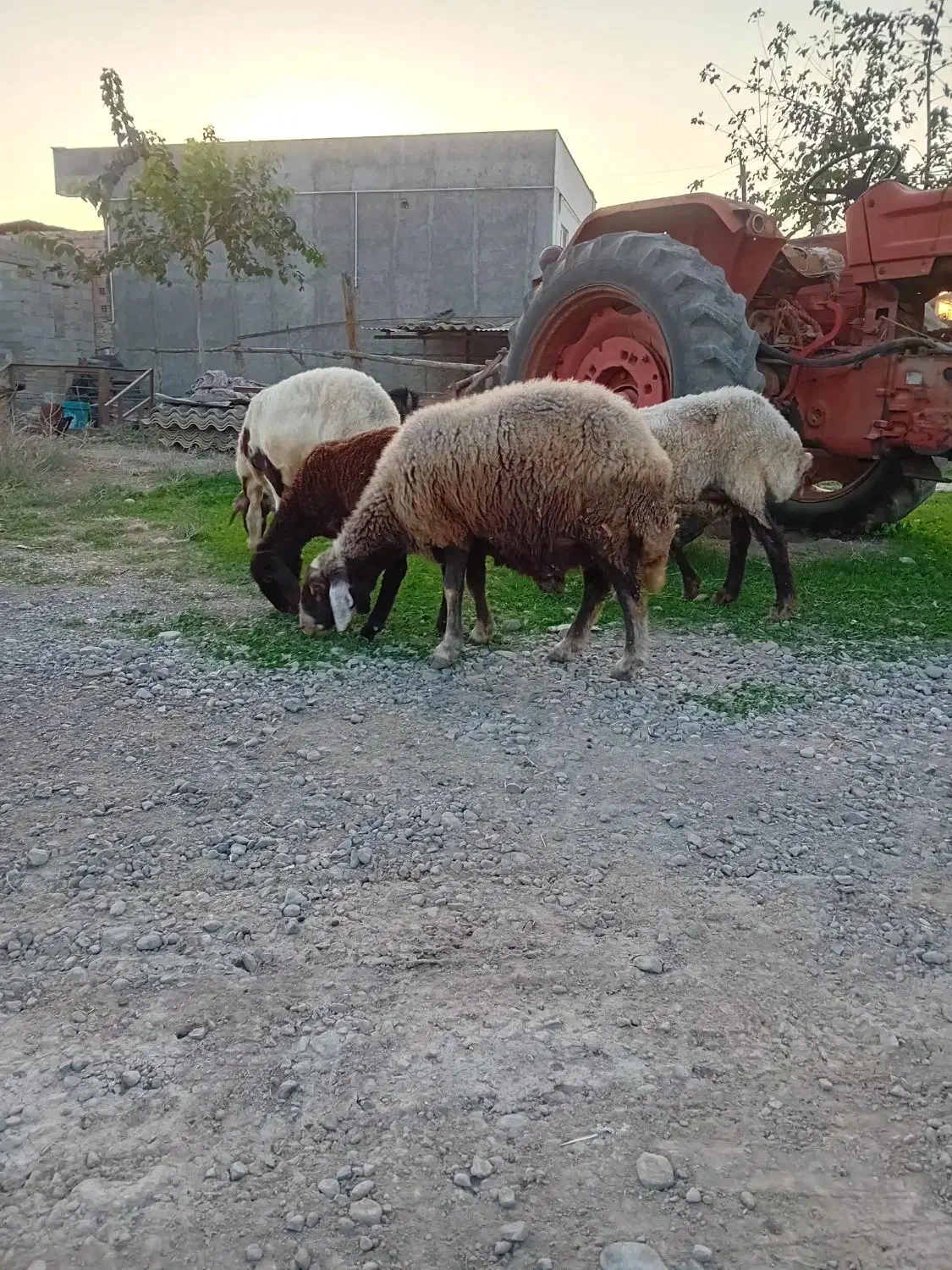 ۱راس گوسفند افشاری جنس|حیوانات مزرعه|آق قلا, |دیوار