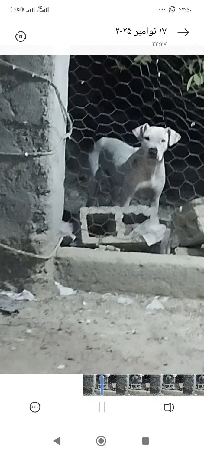 سگ داگو ماده 2ساله|سگ|میناب, |دیوار