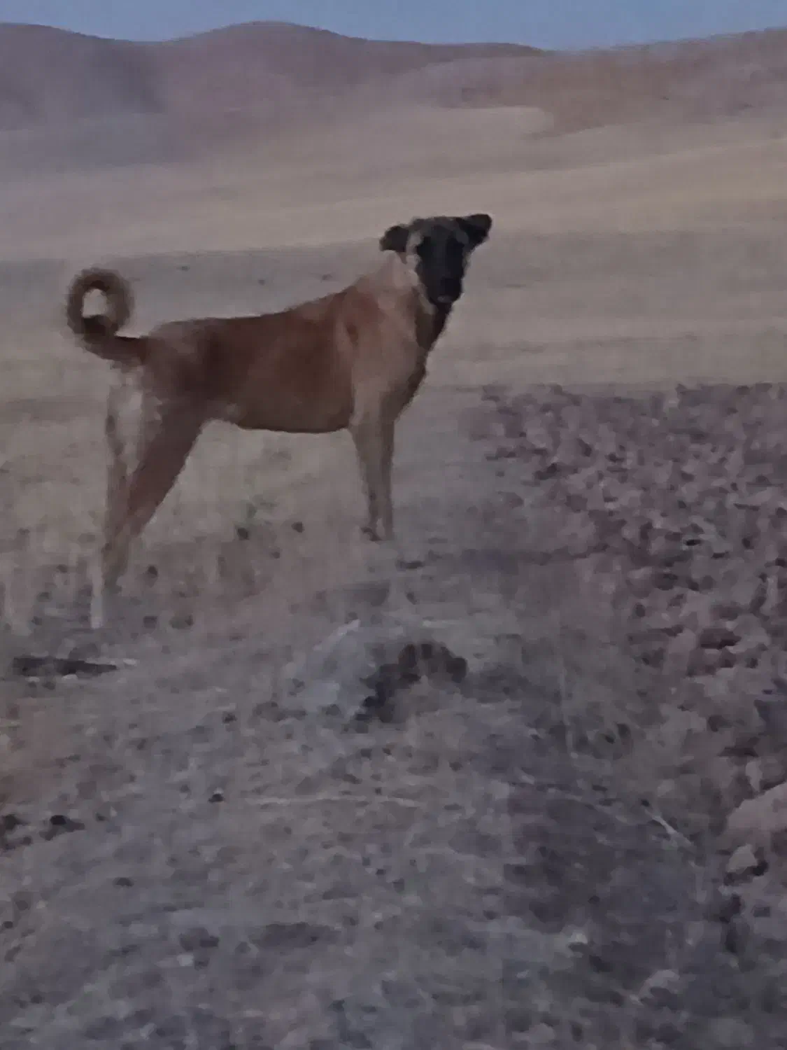 فروشی|سگ|باروق, |دیوار