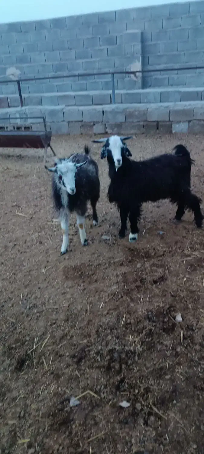 کهره نر|حیوانات مزرعه|شیراز, ویلاشهر|دیوار