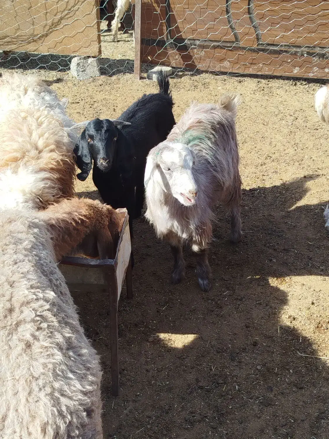 دو عدد بزغاله ماده|حیوانات مزرعه|سبزوار, قصبه شرقی|دیوار