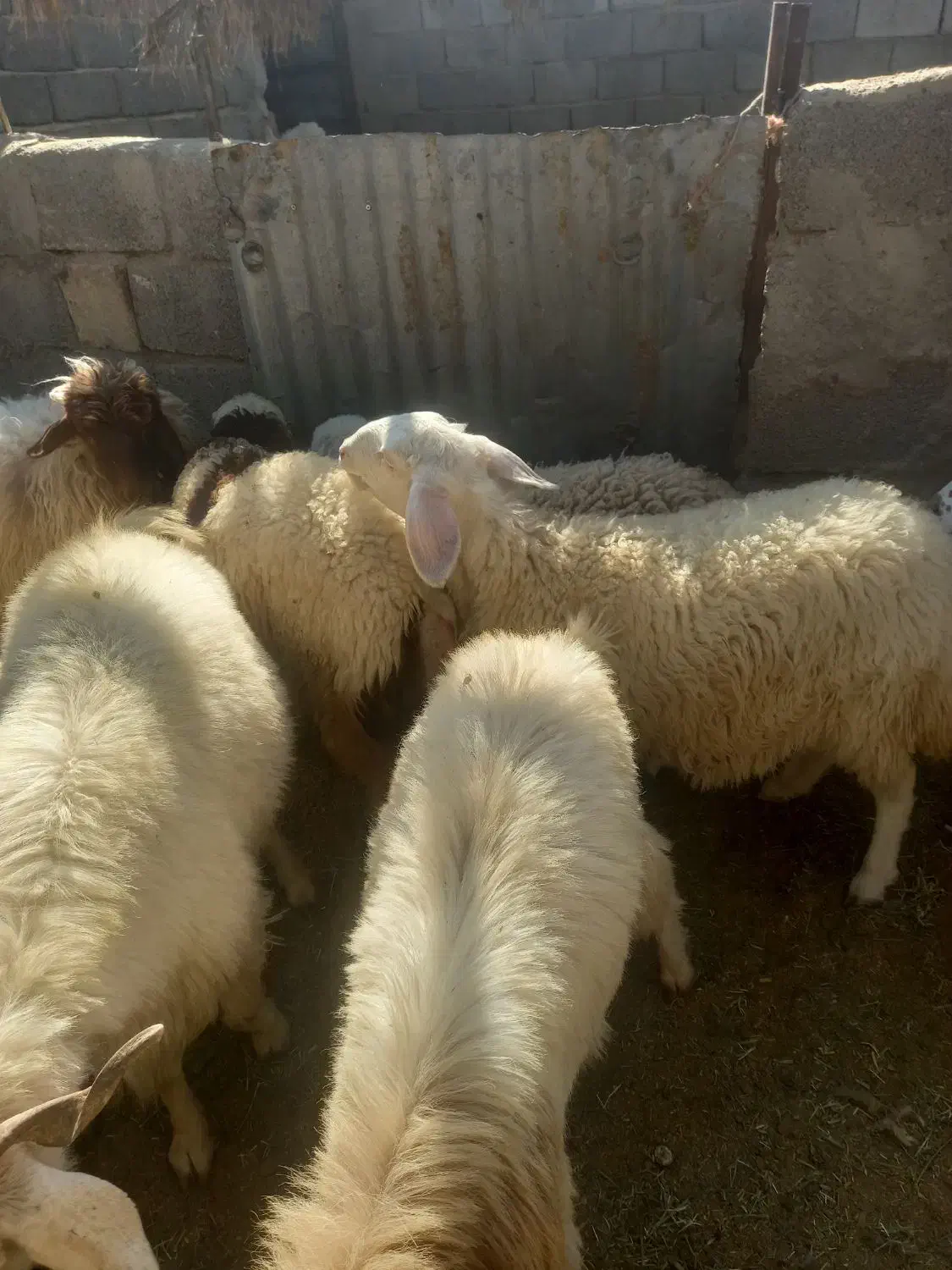 بره شیر|حیوانات مزرعه|سیرجان, |دیوار