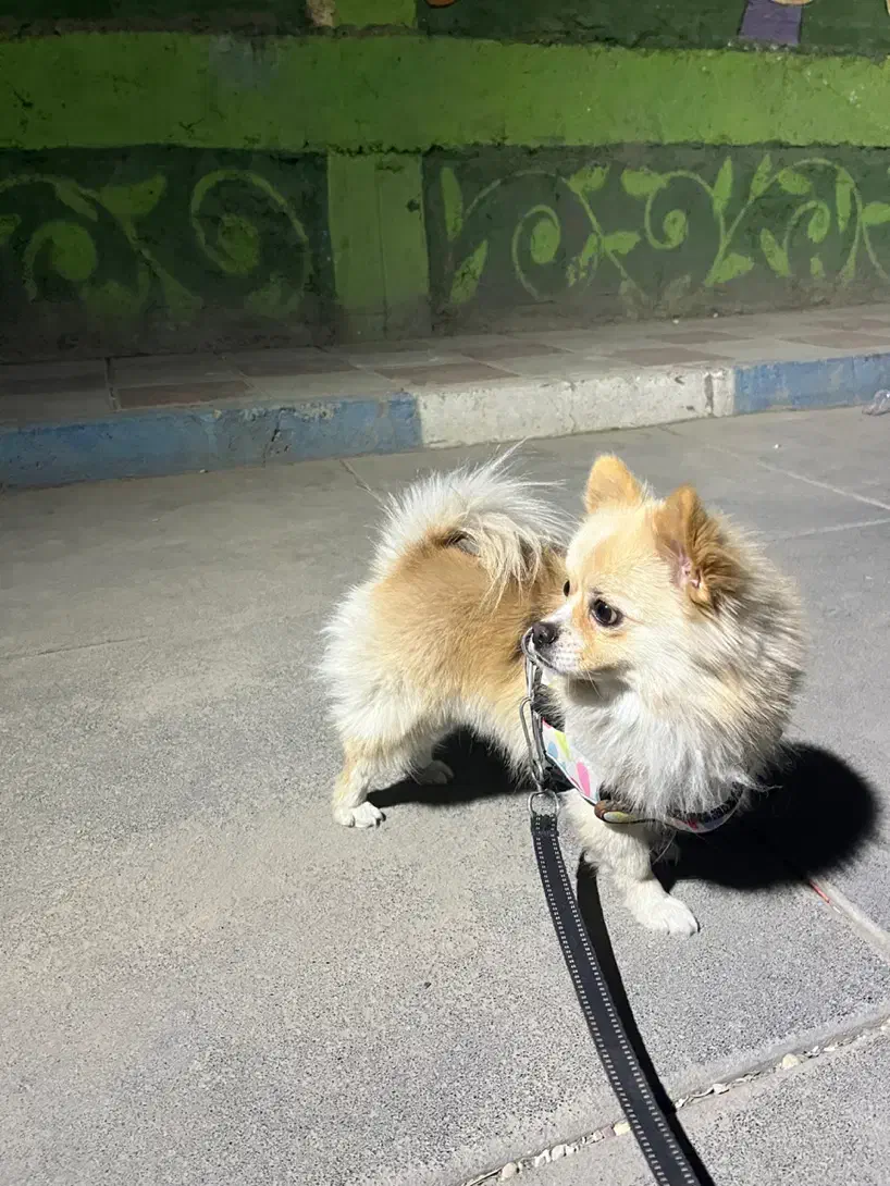 پامرین اصل از نژاد روباهی آلمانی|سگ|پاکدشت, پاکدشت (مامازند)|دیوار