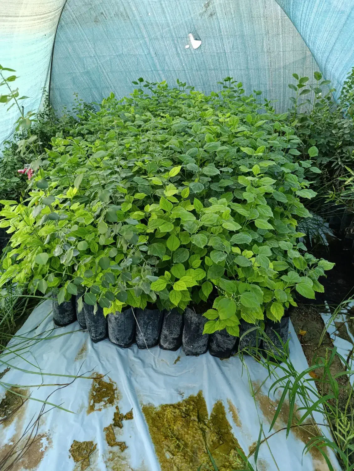 فروش انواع نهال|گل و گیاه طبیعی|دزفول, |دیوار