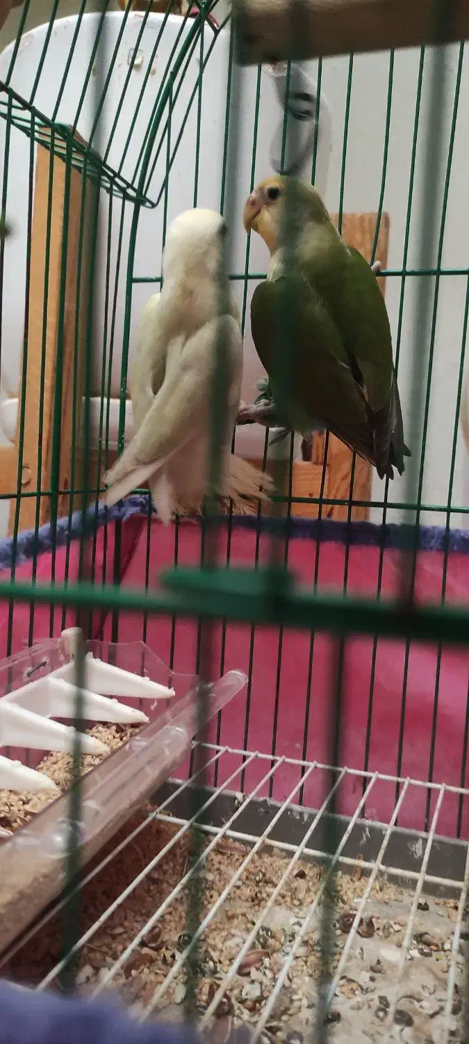 طوطی کوتوله برزیلی|پرنده|رشت, کوی امام رضا|دیوار