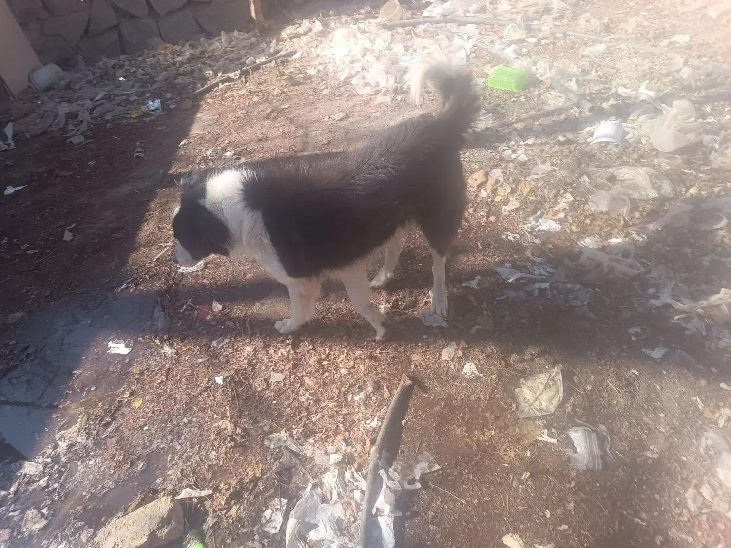 واگذاری سگ|سگ|قمصر, |دیوار