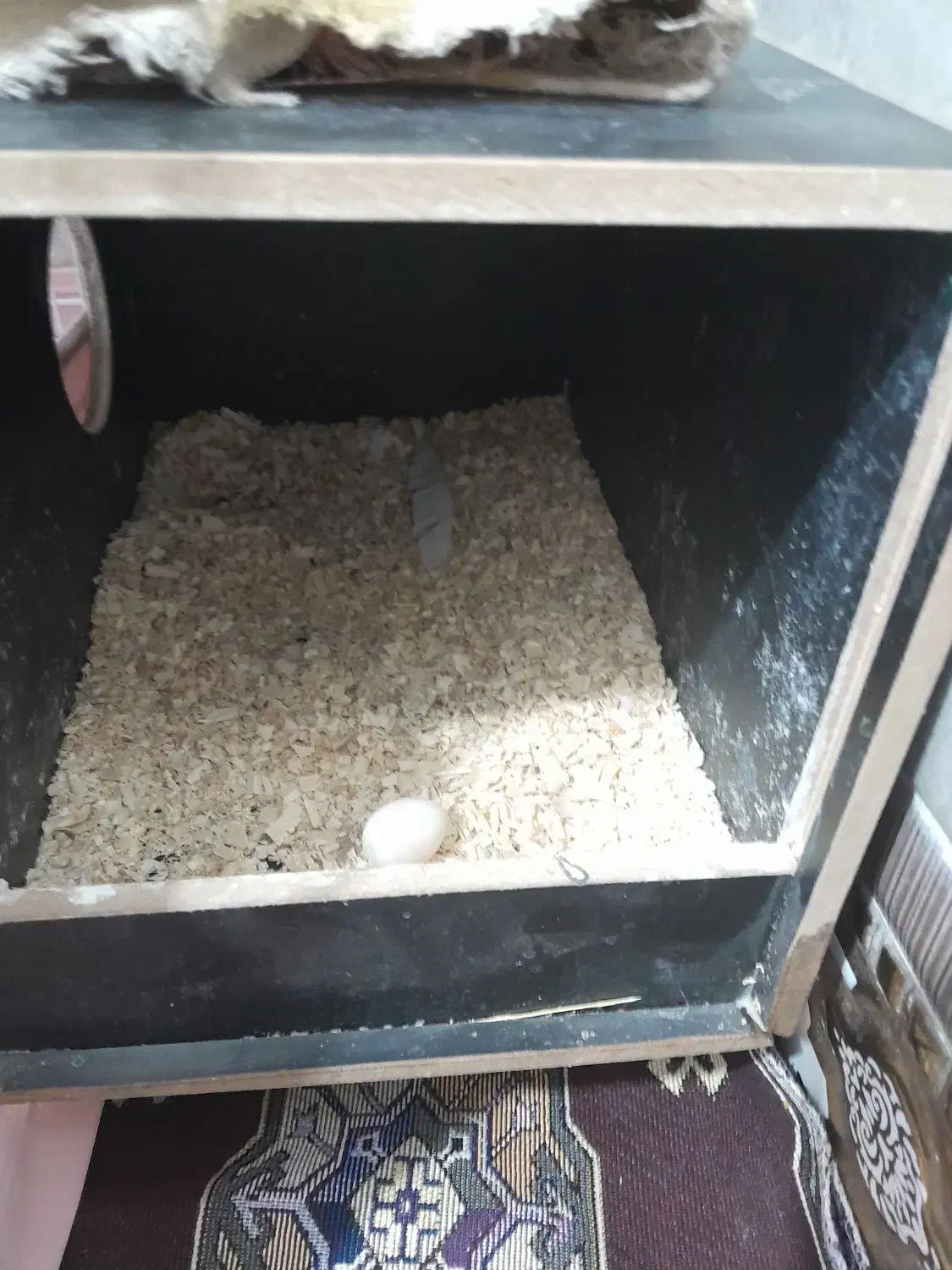 عروس هلندی ماده اماده|پرنده|زاهدان, |دیوار