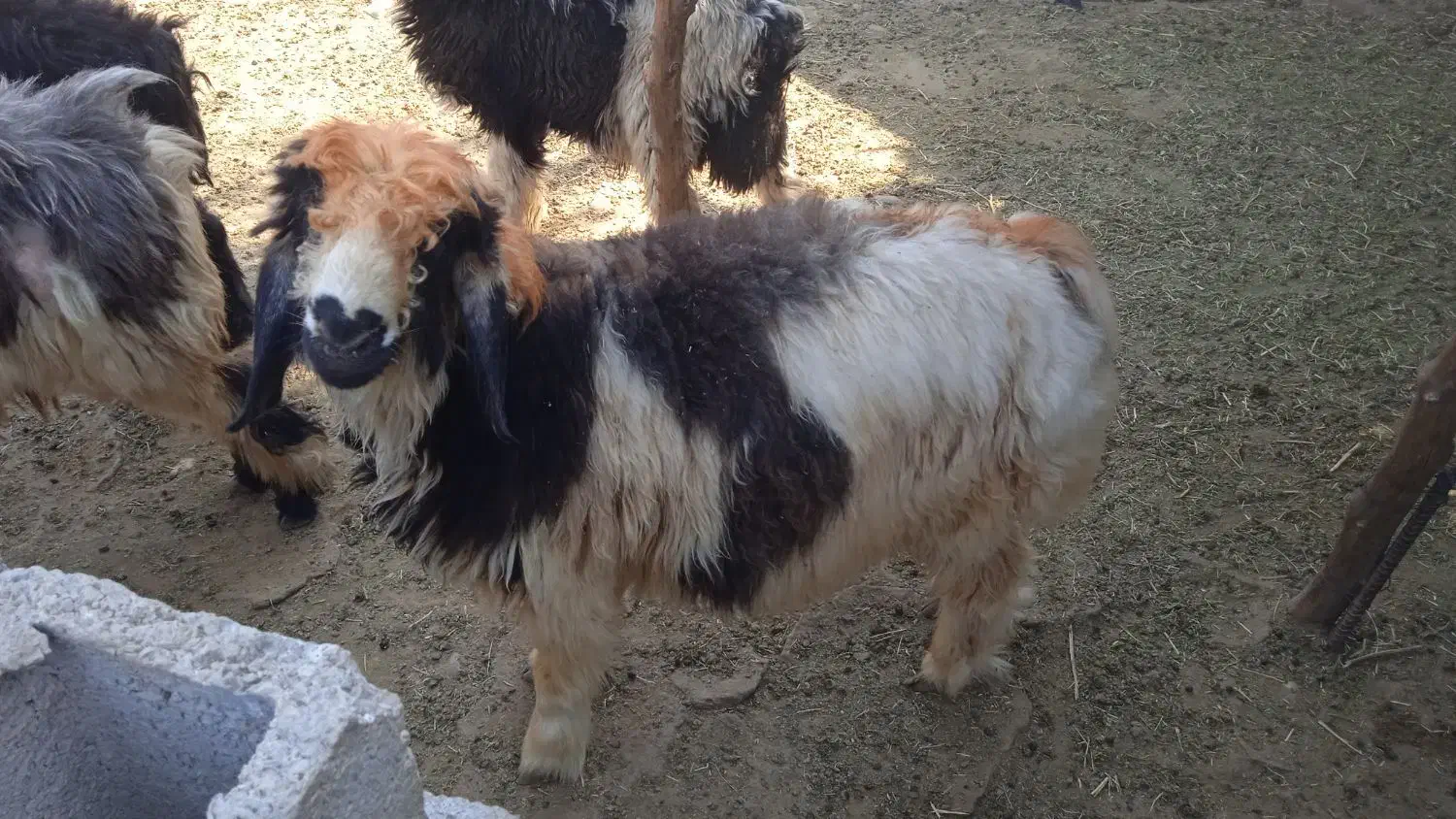 بره چاق|حیوانات مزرعه|گتوند, |دیوار