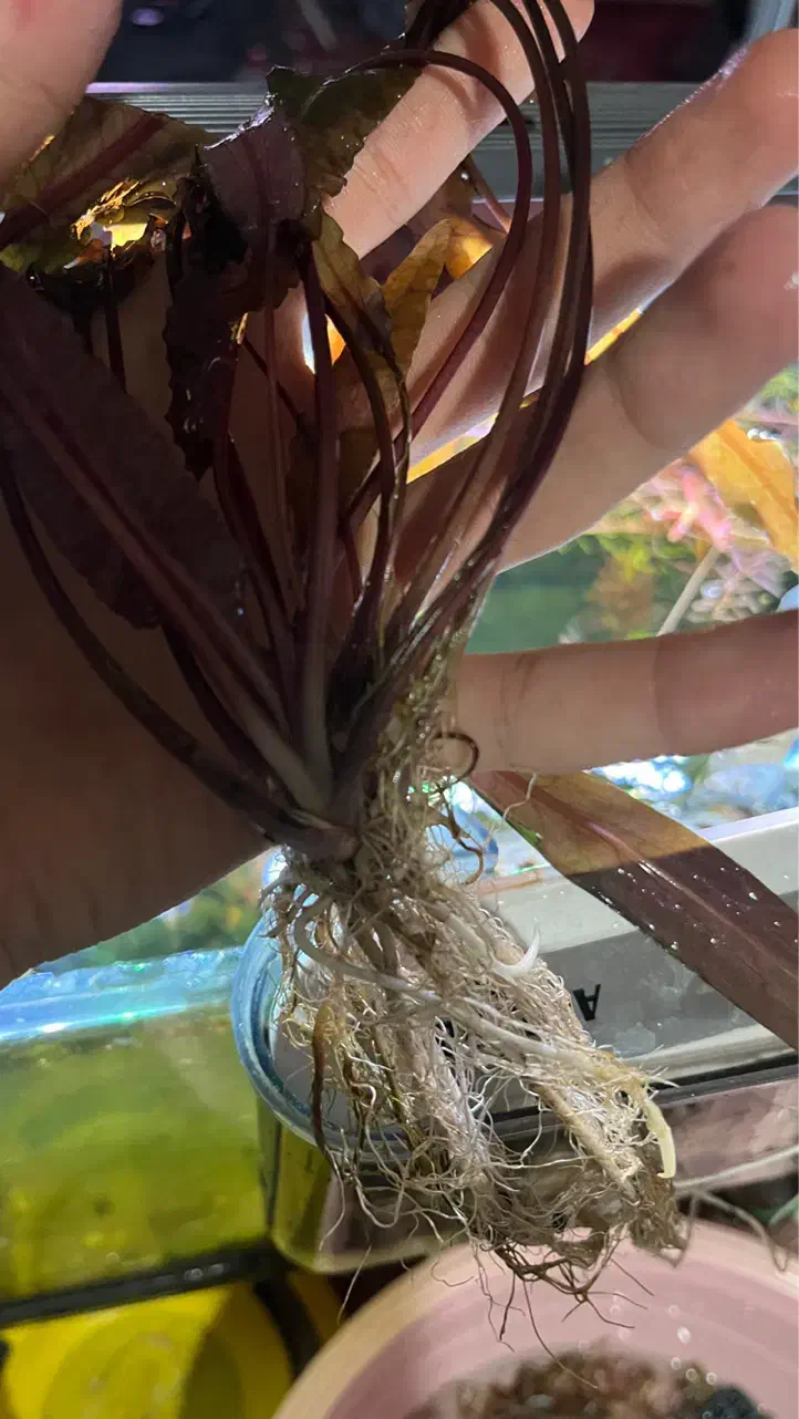 گیاه کریپتون تثبیت شدکمیاب با ریشه بلند فقط دو عدد|ماهی|تبریز, |دیوار