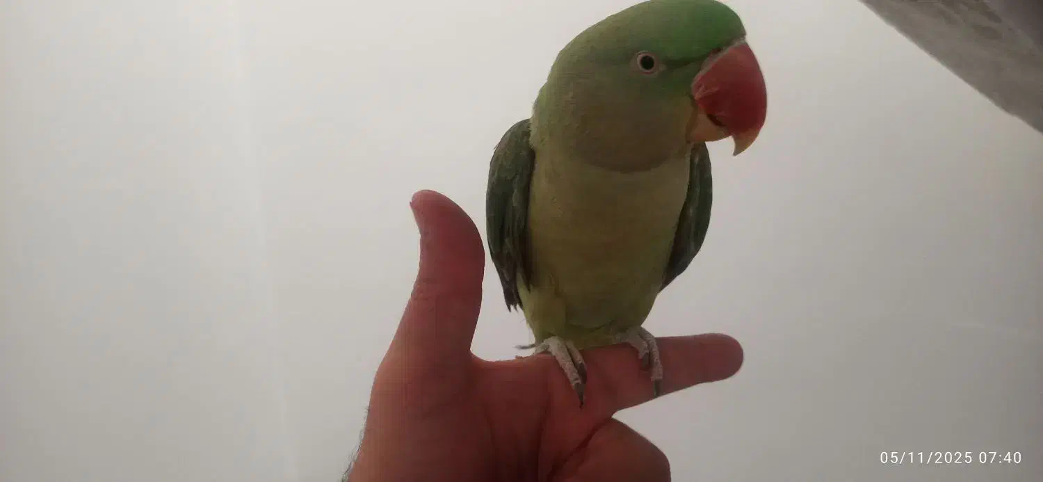 شاه طوطی سوپر رام ( فروش فوری )|پرنده|بوئین و میاندشت, |دیوار