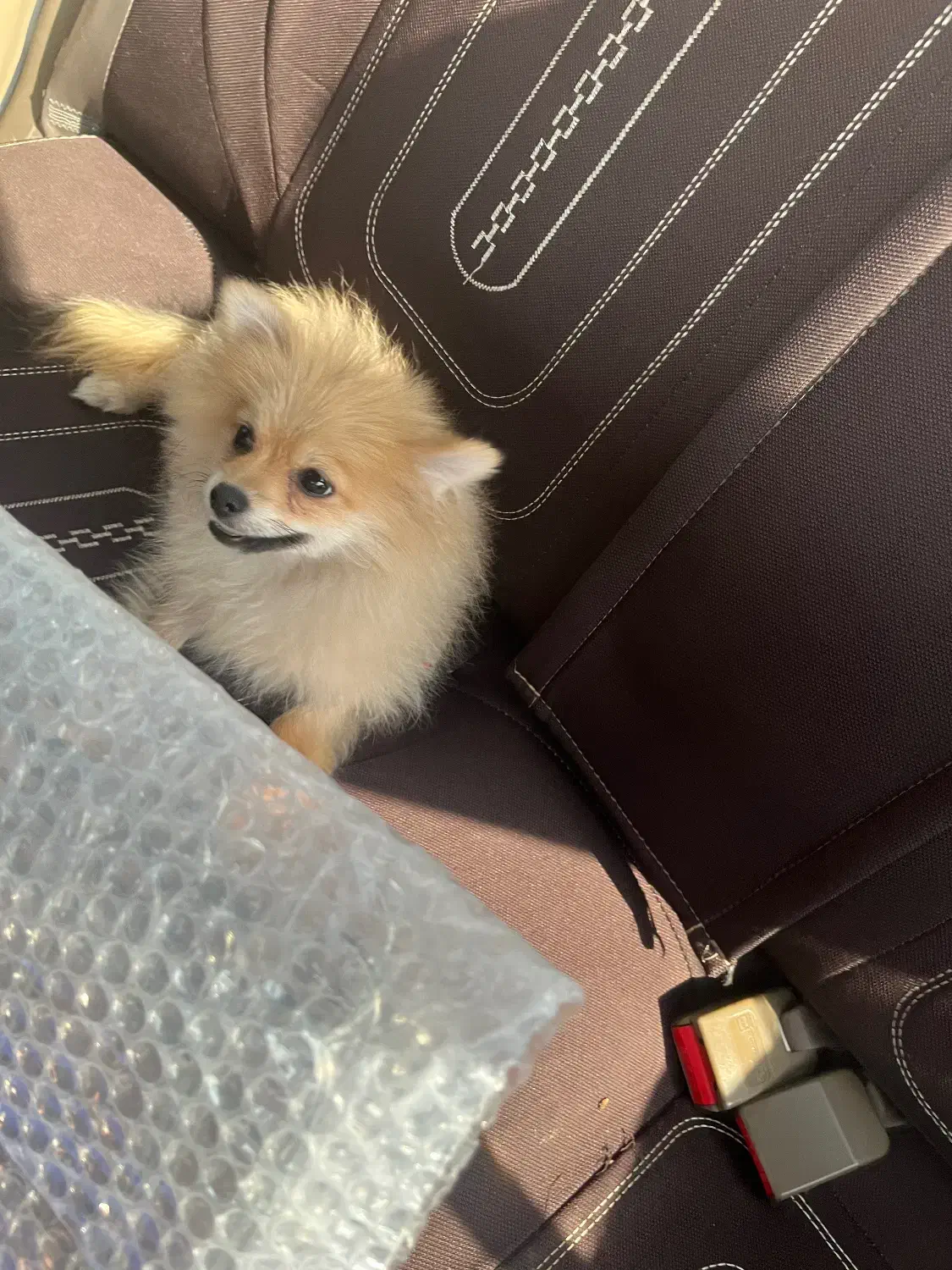 سگ پاور روباهی فروشی|سگ|تاکستان, |دیوار