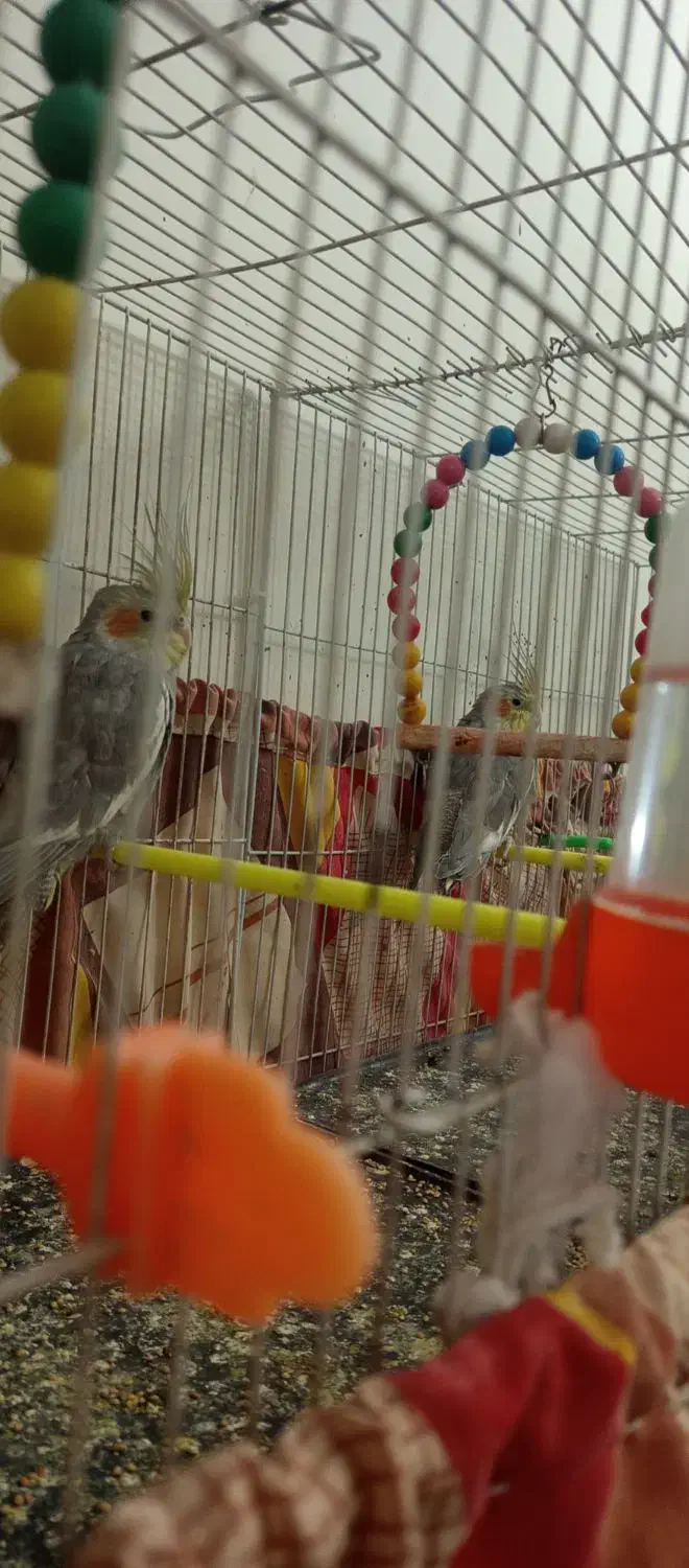 عروس هلندی سیامون 2تاش700پول لازمم|پرنده|مشهد, تلگرد|دیوار