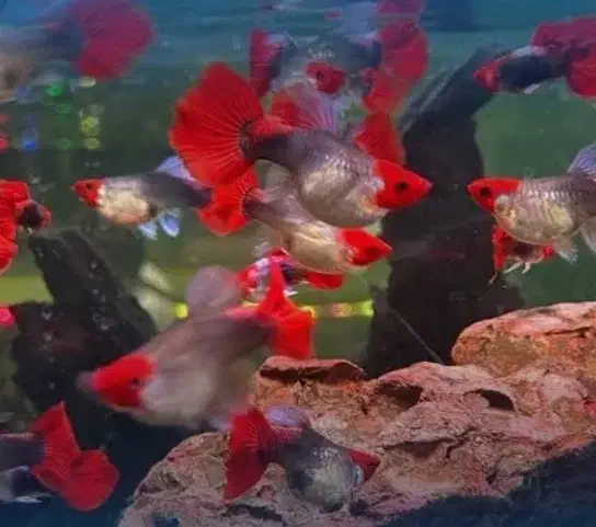 ماهی گوپی بالن،مولی بالن،پلاتی بالن|ماهی|تهران, شهرک شریعتی|دیوار