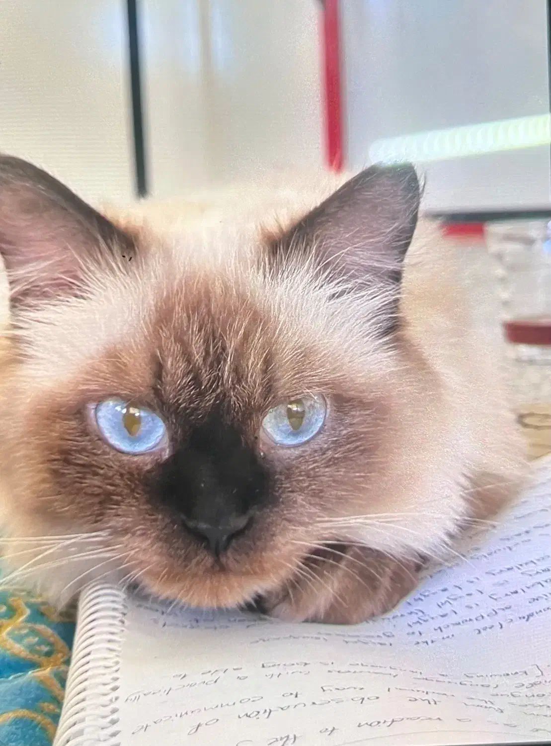 گربه گم شده|حیوانات|خرمشهر, |دیوار