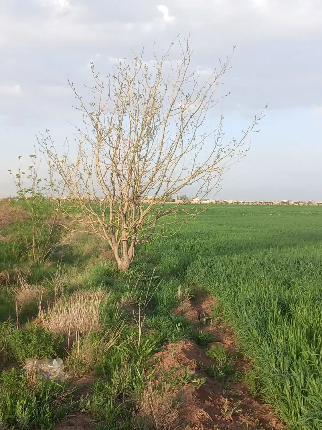 زمین کشاورزی|فروش زمین و ملک کلنگی|دشتابی, |دیوار