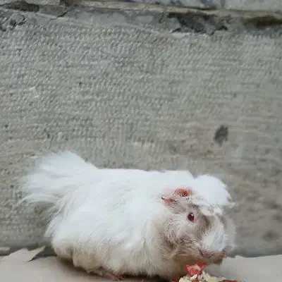 خوکچه هندی چشم شرابی|موش و خرگوش|تهران, وصفنارد|دیوار