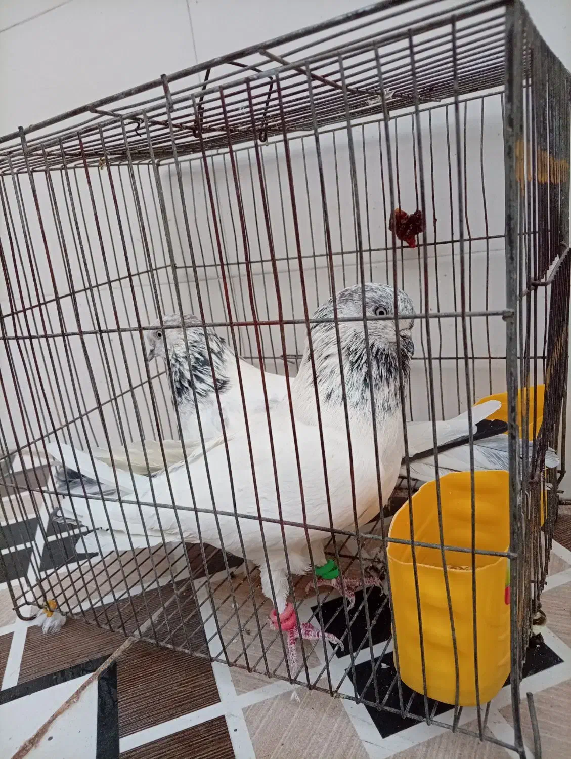 باسلام یه جفت شیخ نسل قدیم فروشی|پرنده|شادگان, |دیوار