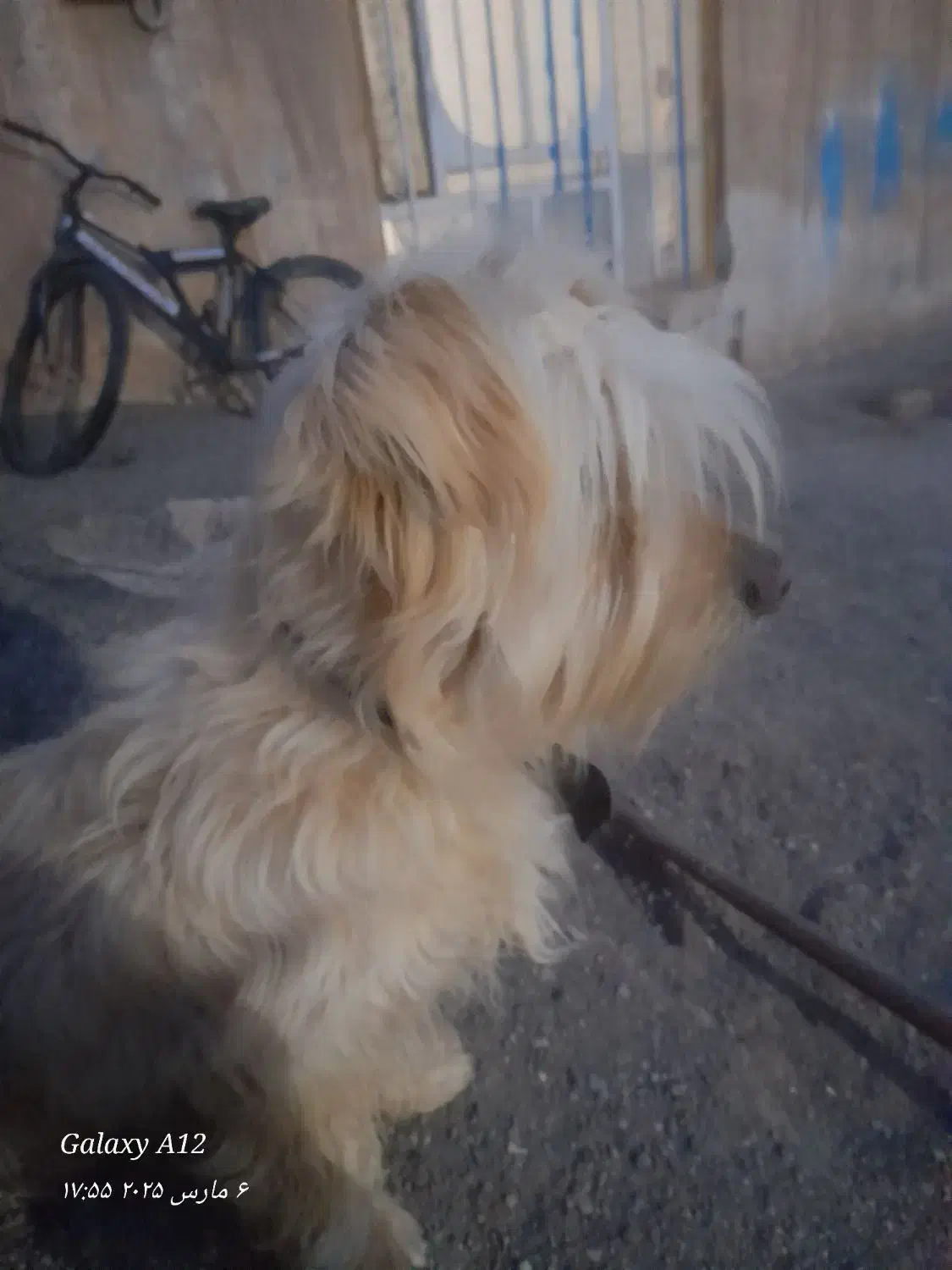 پاپی پشمالو|سگ|تربتحیدریه, پائین ولایت|دیوار