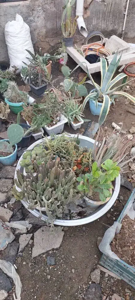 گل و کاکتوس یکجا و به صورت تکی به فروش میرسد|گل و گیاه طبیعی|خوی, |دیوار