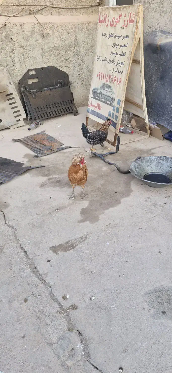 خروس پولند|حیوانات مزرعه|برخوار, |دیوار