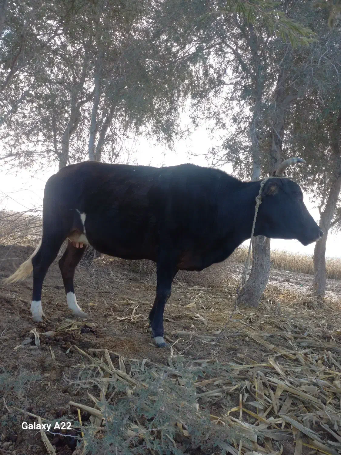 فروشی|حیوانات مزرعه|فاریاب, |دیوار