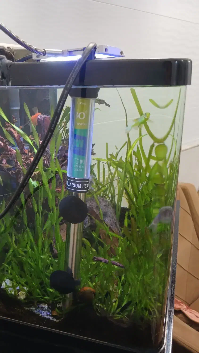 آکواریوم پلنت|ماهی|قم, نخودی|دیوار