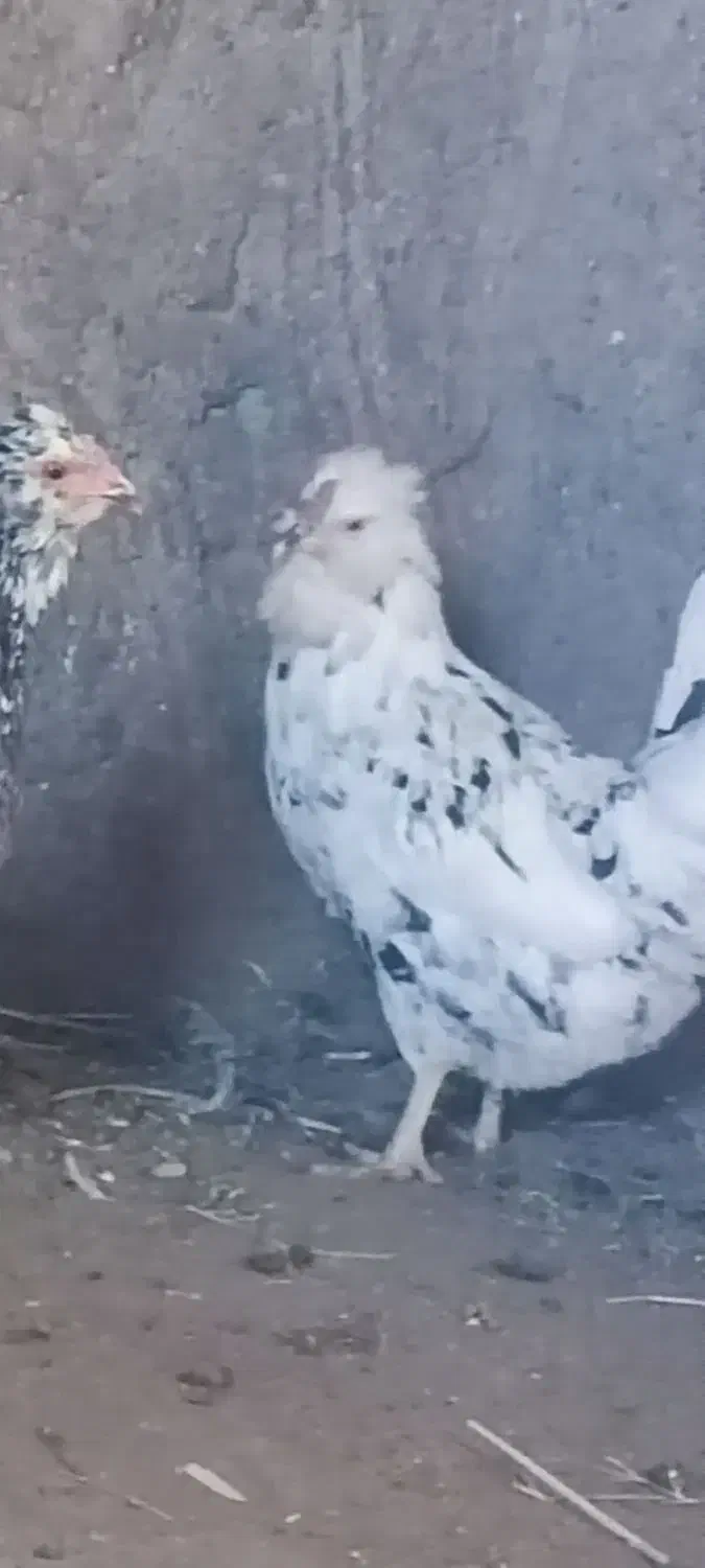 فروش دوعدد مرغ گلین با خروس سیبرایت اصل|حیوانات مزرعه|رویدر, |دیوار