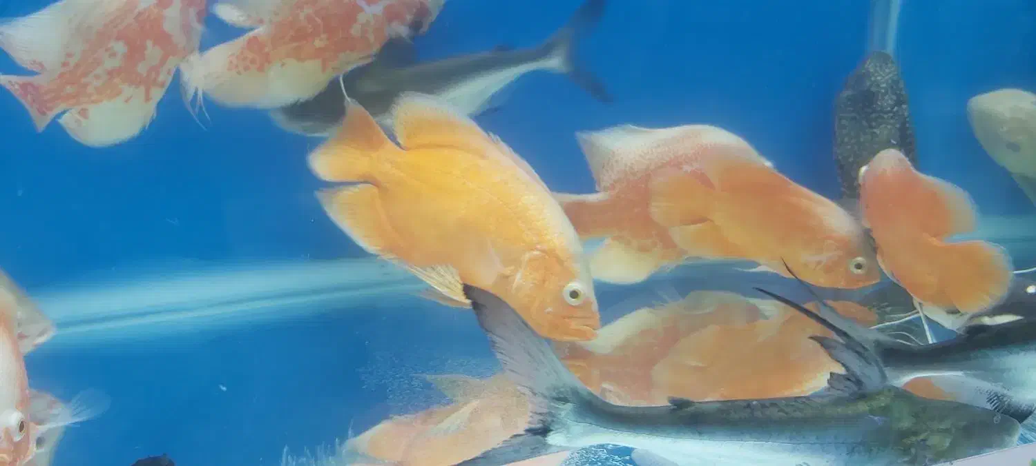 آکواریوم اروند خرمشهر|ماهی|خرمشهر, |دیوار