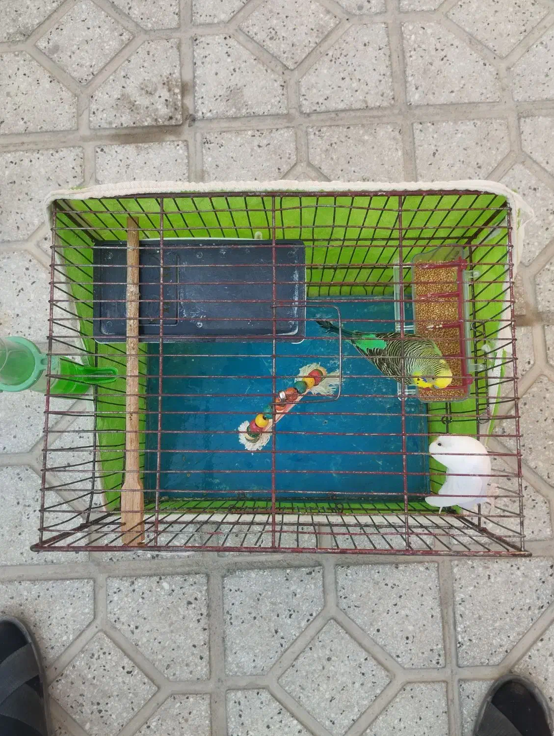 مرغ عشق|پرنده|بجنورد, |دیوار